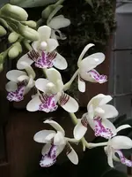 Sedirea (Phalaenopsis)-japonica — Other Plants