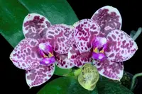 WP2607 Phalaenopsis Mituo Diamond 'Cluster'
