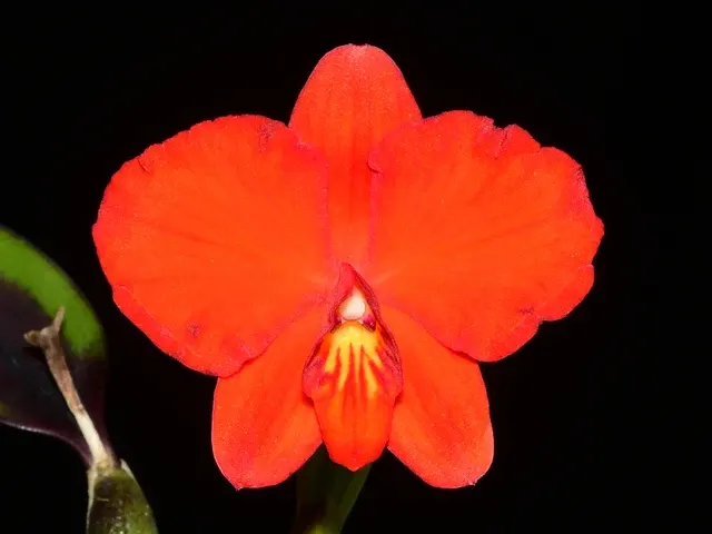 Cattleya coccinea x coccinea 'Gigi'