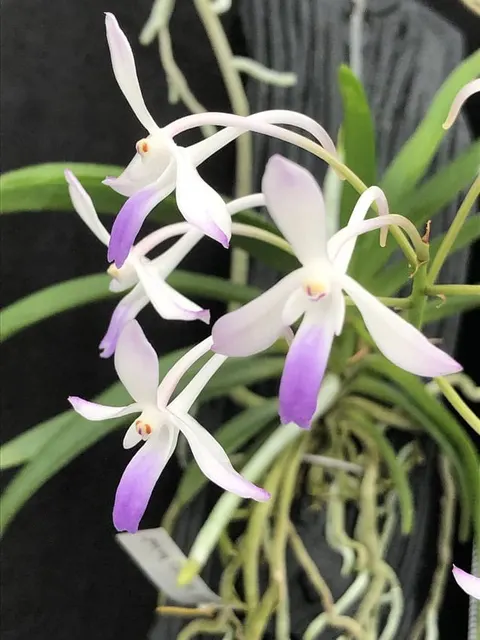 Vandachostylis Lou Sneary 'Bluebird'