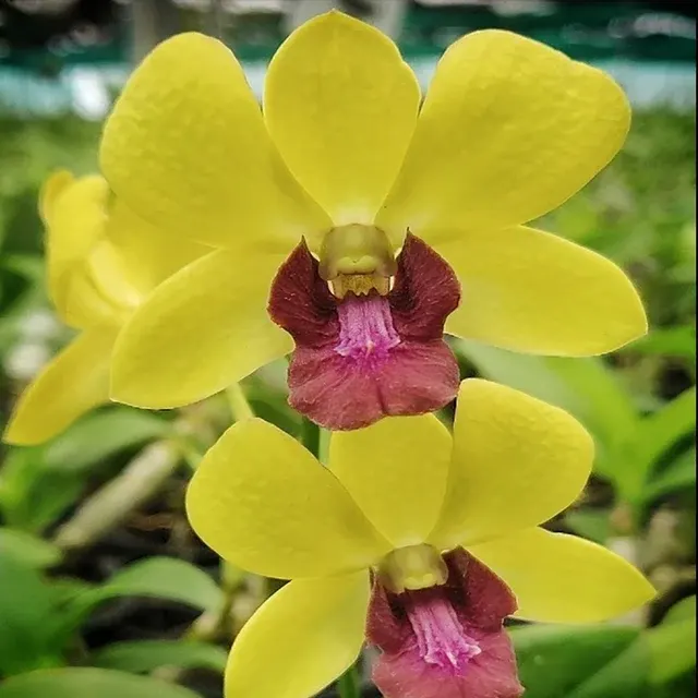 Dendrobium Burana Jade (Dendrobium)