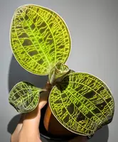 Lightning Jewel Orchid (Macodes Petola)