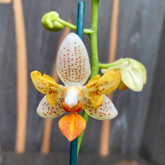 Phalaenopsis Mini Mark Peloric