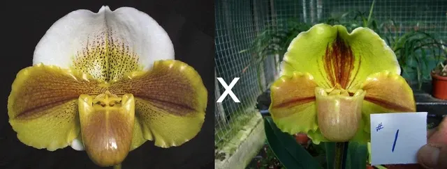 Paphiopedilum Millie Lester (Paphiopedilum)
