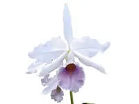 Cattleya Adrienne de Wavrin f. coerulea