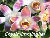 Chy. limminghei (CYS001) (- Others ) Chy.=Chysis