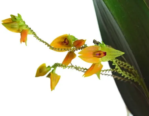 Lepanthes maxonii