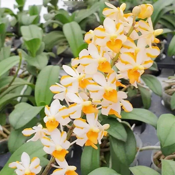 Phalaenopsis pulcherrimin