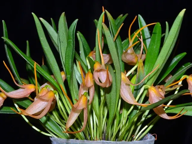 Masdevallia roseola f xanthina (Masdevallia)