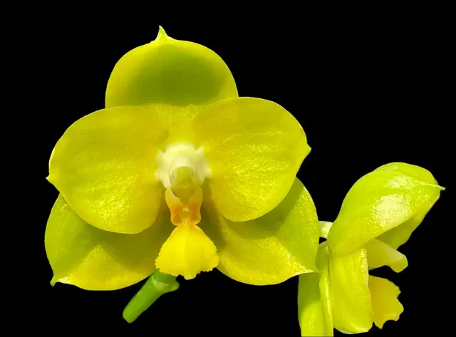 Phalaenopsis Yang Yang Super Hulk 'Prince' (Phalaenopsis)