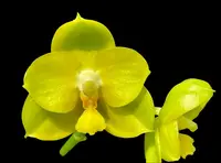 Phalaenopsis YANG YANG SUPER HULK 'Prince' (Yang Yang Love x Miro Super Star)