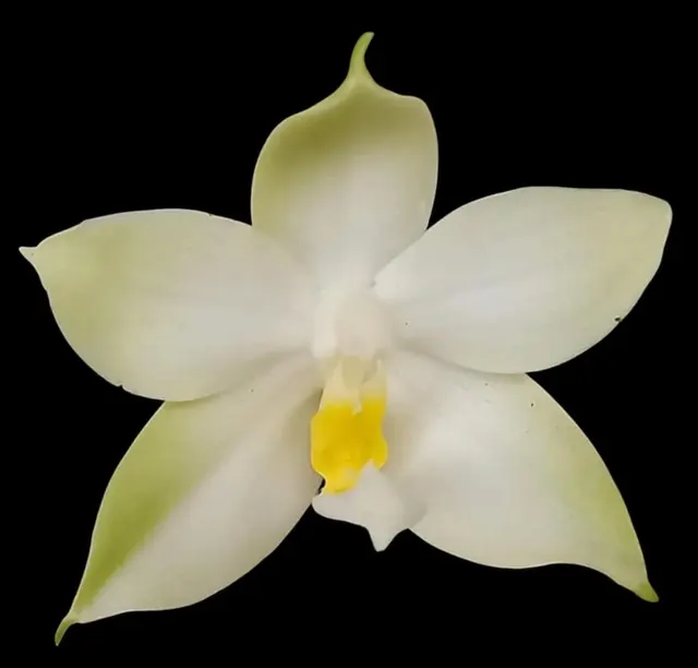 Phalaenopsis bellina alba x sib