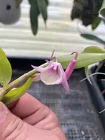 Den. aphyllum variegated
