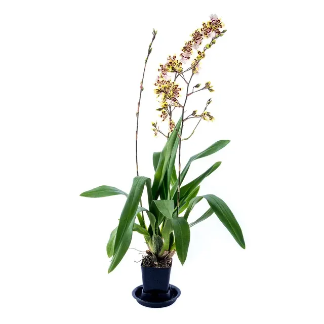 Oncidium Wild Cat (Oncidium)