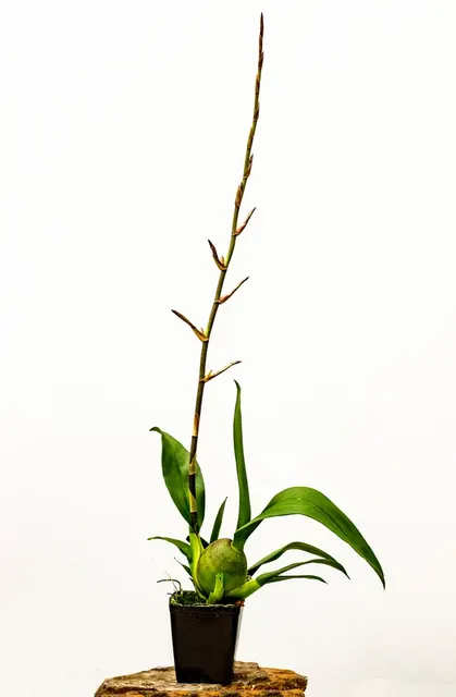 Oncostele Wildcat 'Golden Red Star' (Oncostele)