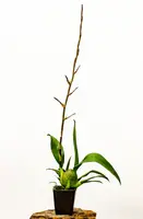 Oncostele Wildcat 'Golden Red Star' 4" IN SPIKE NOW