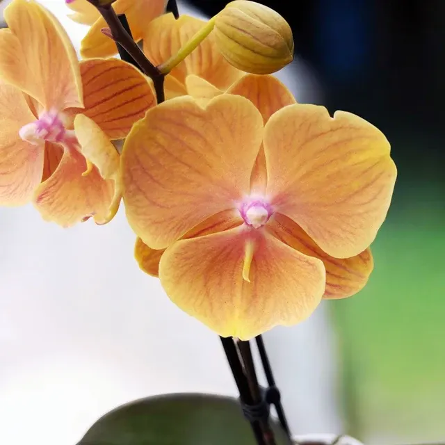 Phalaenopsis Charming Sunset 'Pocahontas'