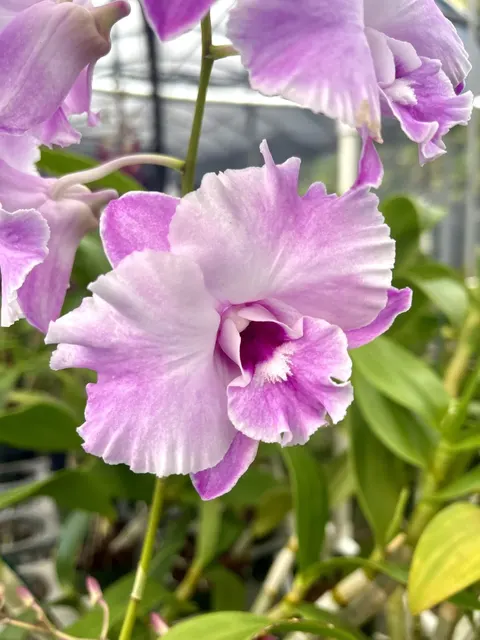 Dendrobium Tuesday Delight ‘808 Orchids’ (Dendrobium)