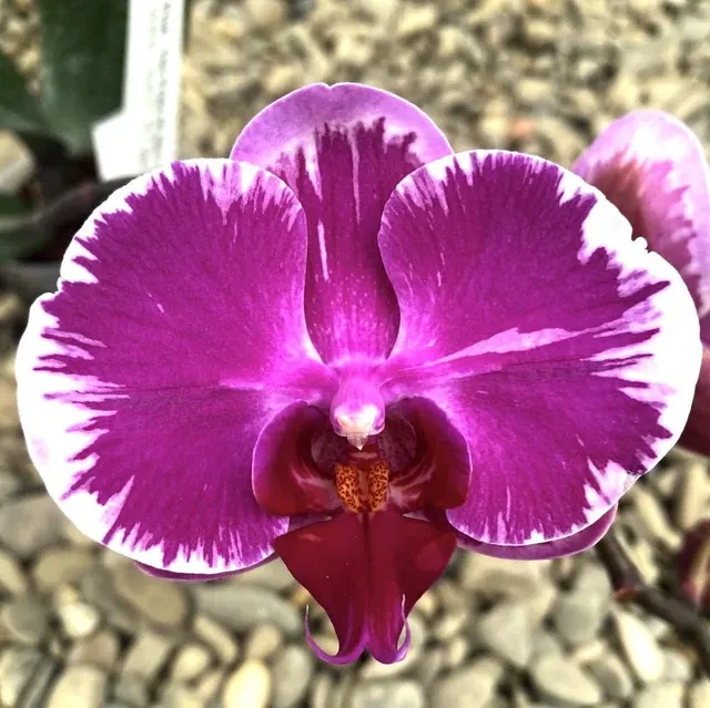 Phalaenopsis The Pride Of Ben Yu