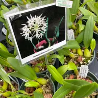 Bulbophyllum laxiflorum, BS