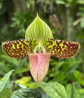 Paphiopedilum sukhakulii (select breeding)