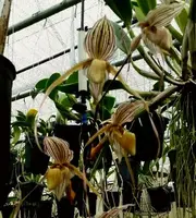 Paphiopedilum Saint Swithin (philippinense ‘Super Long Petals’ x rothschildianum ‘Leo’ SM/JOGA )