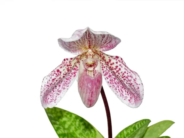 Paphiopedilum Zorro Andino (Paphiopedilum)