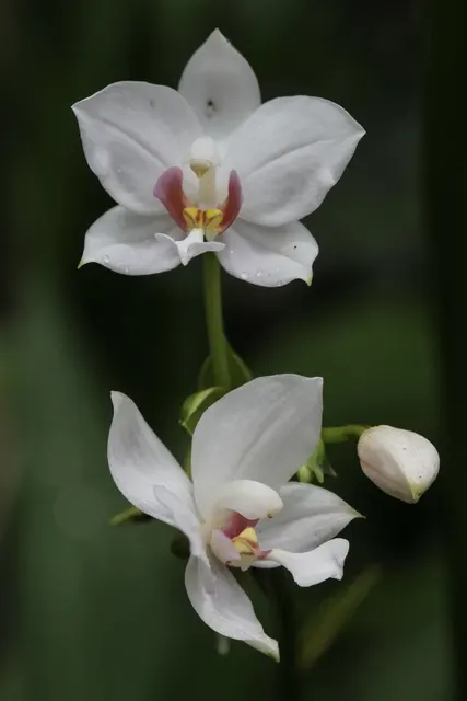 Spathoglottis sulawesiense (Spathoglottis)