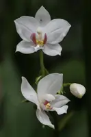 Spathoglottis sulawesiense