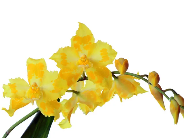 Oncidium George McMahon 'Fortuna' (Oncidium)