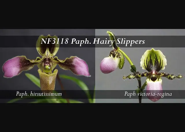 Paphiopedilum Hairy Slippers (Paphiopedilum)