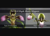 Paph. Hairy Slippers (hirsutissimum x victoria-regina)