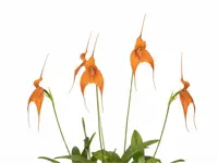 Dracuvallia Fleur x Masd. Denis Roessiger