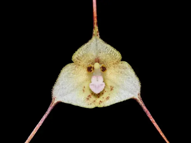 Dracula lemurella (Dracula)