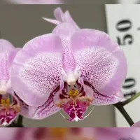 [Bare-root][Import AS-IS] #PA# Phal. Taida Prince Pearl 'L1531-1' [2.5" BS][Sept Preorder 26]