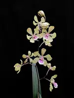 Encyclia Talisker Bay — Mounted