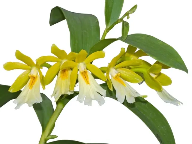 Epidendrum wallisii f xanthinum