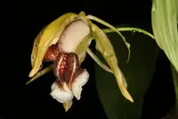 Coelogyne speciosa