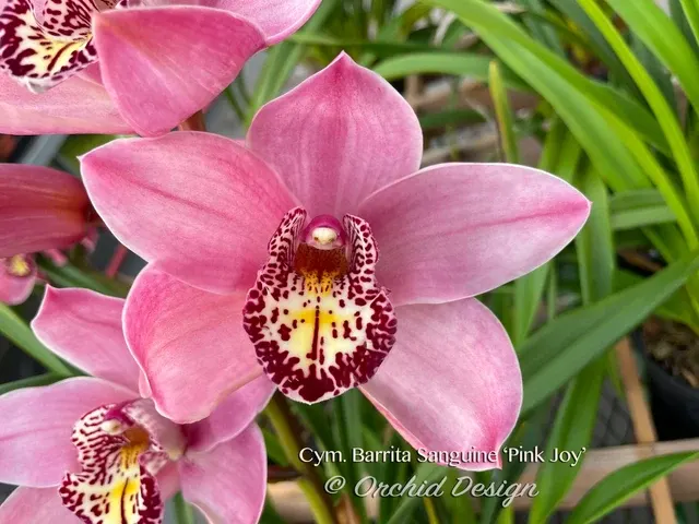 Cymbidium Barrita Sanguine 'Pink Joy' (Cymbidium)