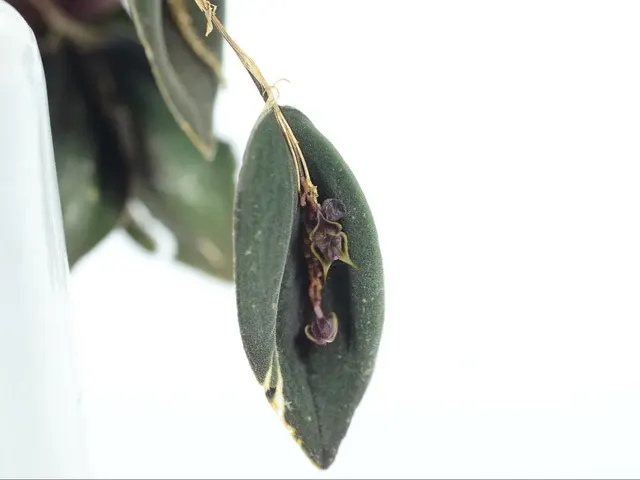 Lepanthes manabina (Lepanthes)