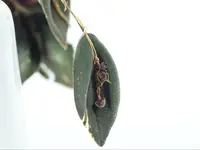 Lepanthes manabina