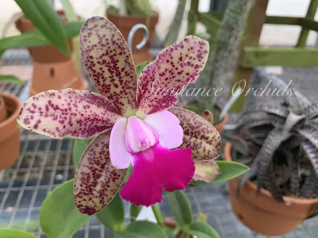 Cattleya Green Emerald 'Orchid Queen' (Cattleya)