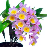 Dendrobium farmeri 'Pink'