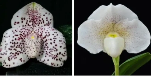 Paphiopedilum Sakaki x Knight's Niveum