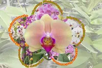 In Spike Mystery Phalaenopsis (4.5″ pot)