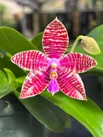 Phalaenopsis lueddemanniana