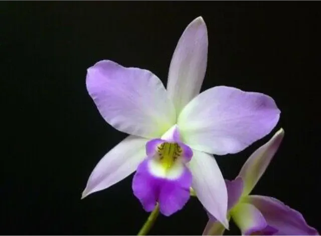 Laelia anceps (Laelia)