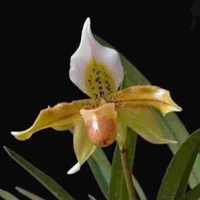 Paphiopedilum exul 'Jagged' (Paphiopedilum)