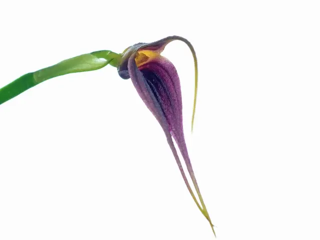 Masdevallia deceptrix (Masdevallia)