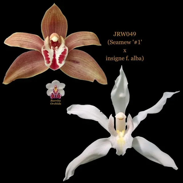 Cymbidium Seedling JRW049 '#1' (Cymbidium)